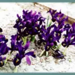 Iris histroides ‘George’