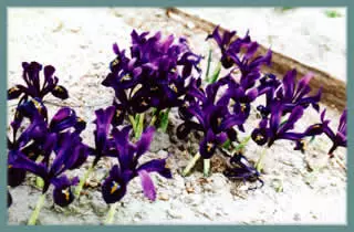 Iris histroides ‘George’