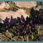 Iris histroides ‘George’ — Iris