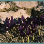Iris histroides ‘George’ — Iris