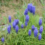 Muscari armeniacum