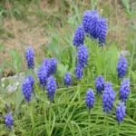 Muscari armeniacum