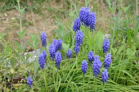 Muscari armeniacum
