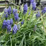 Muscari armeniacum — photo 2