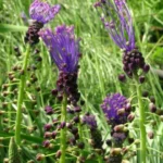 Leopoldia comosa