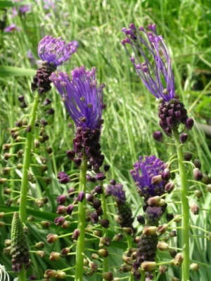 Leopoldia comosa