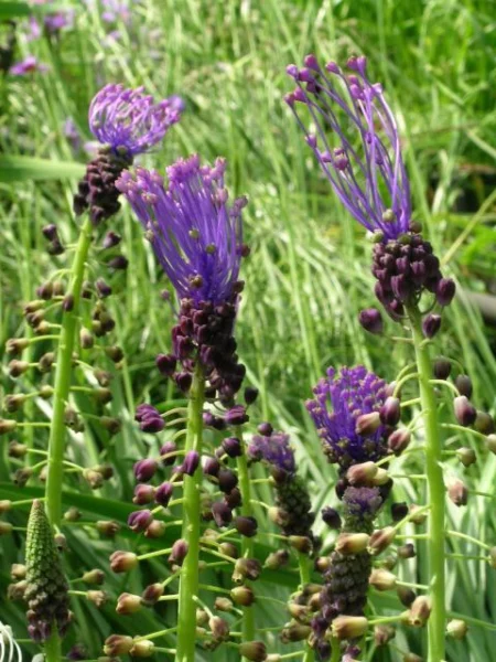 Leopoldia comosa
