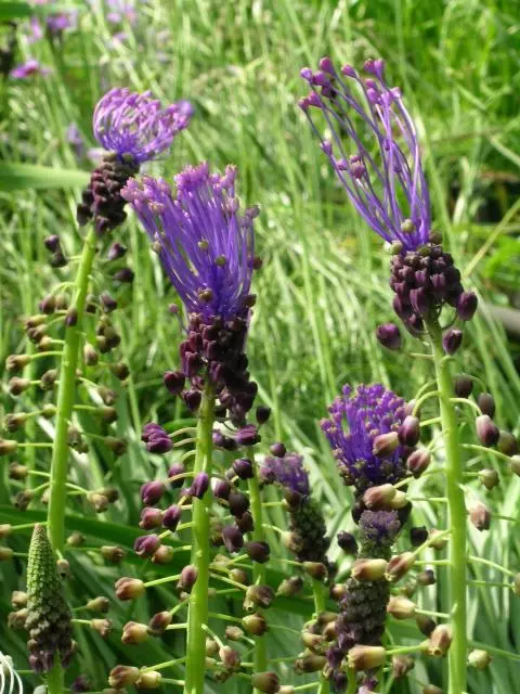 Leopoldia comosa
