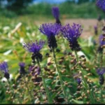 Leopoldia comosa — tassel hyacinth
