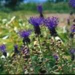 Leopoldia comosa — tassel hyacinth