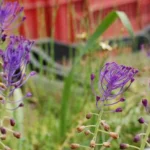 Leopoldia comosa — Muscari