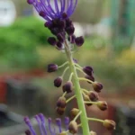 Leopoldia comosa — comosa