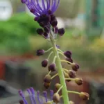 Leopoldia comosa — comosa