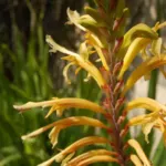 Chasmanthe floribunda ‘Duckitii’ — Chasmanthe
