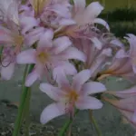 Lycoris squamigera