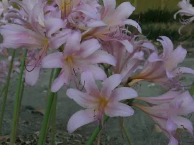 Lycoris squamigera