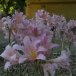 Lycoris squamigera — resurrection