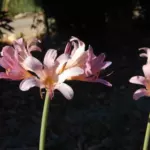 Lycoris squamigera — magic
