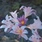 Lycoris squamigera — august