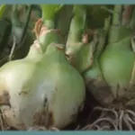 Ornithogalum longibracteatum