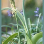 Ornithogalum longibracteatum — pregnant onion