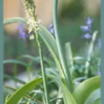 Ornithogalum longibracteatum — pregnant onion