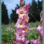 Gladiolus hybride ‘Priscilla’