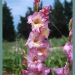 Gladiolus hybride ‘Priscilla’