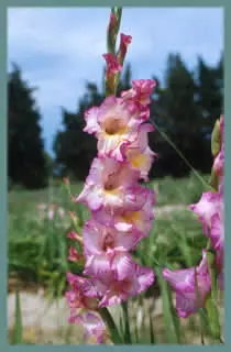 Gladiolus hybride &lsquo;Priscilla&rsquo;
