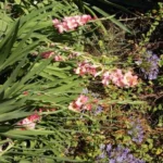 Gladiolus hybride ‘Priscilla’ — Gladiolus