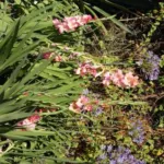 Gladiolus hybride ‘Priscilla’ — Gladiolus