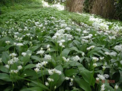 Allium ursinum