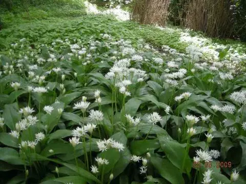 Allium ursinum