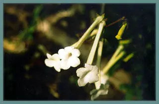 Achimenes tubiflora