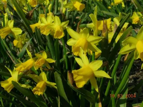 Narcissus cyclamineus hybr Tête à tête