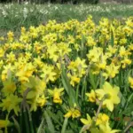 Narcissus cyclamineus hybr Tête à tête — Narcissus