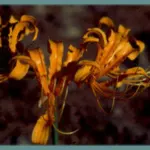 Lycoris aurea