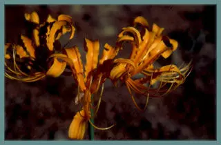 Lycoris aurea