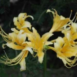 Lycoris aurea — Yellow nerine