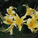 Lycoris aurea — Yellow nerine