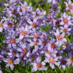 Leucocoryne purpurea — Leucocoryne