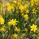 Narcissus jonquilla