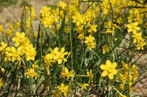 Narcissus jonquilla