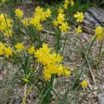 Narcissus jonquilla — jonquille