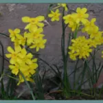 Narcissus jonquilla — daffodil