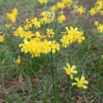 Narcissus jonquilla — Narcissus