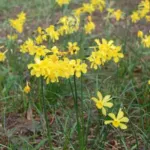 Narcissus jonquilla — Narcissus
