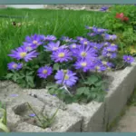 Anemone blanda Blue Shades