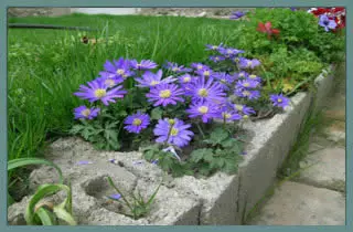Anemone blanda Blue Shades