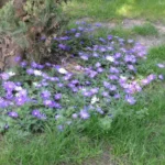 Anemone blanda Blue Shades — Anemone